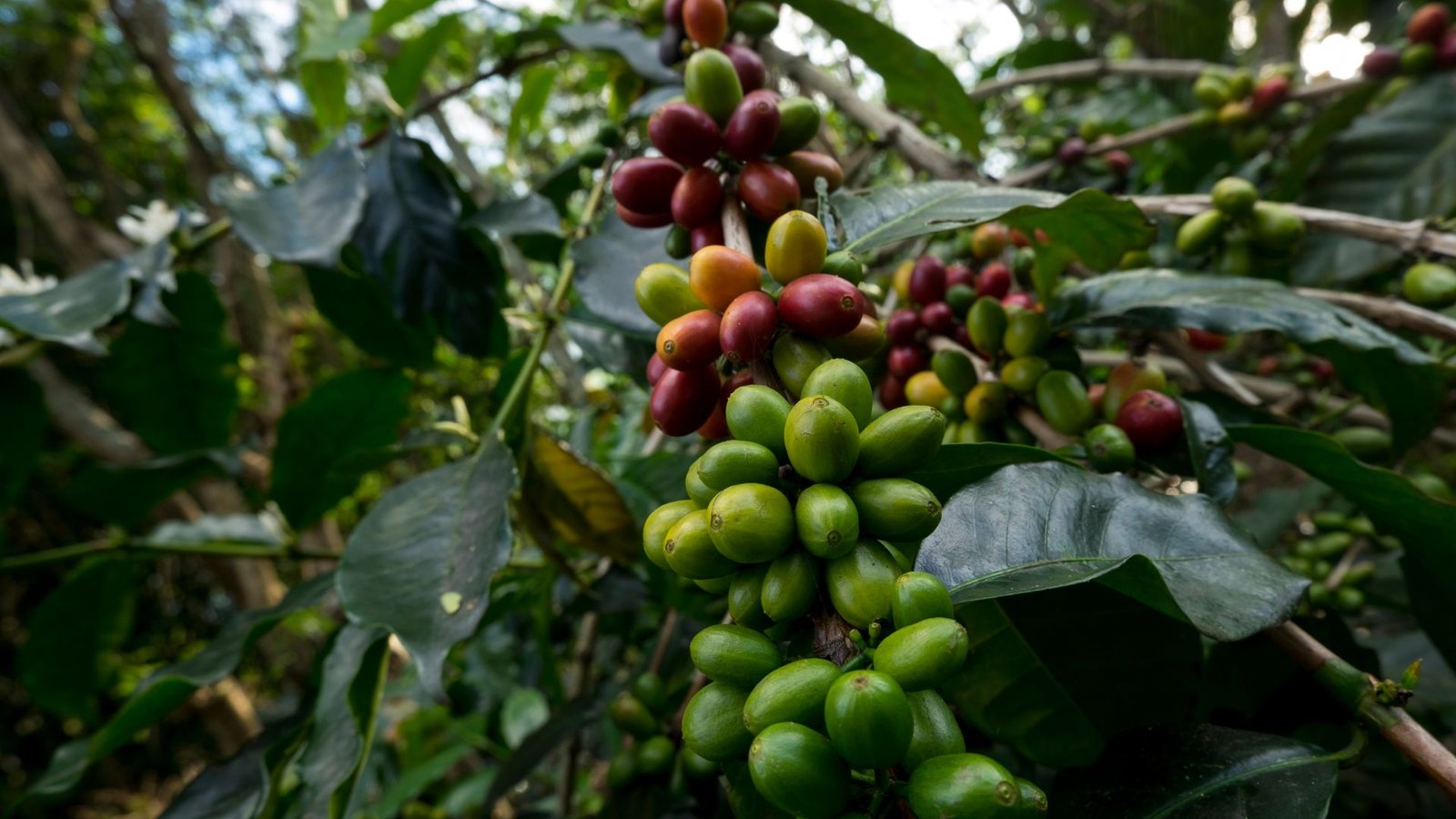 You Never Know This! 7 Benefits of Gayo Coffee for Your Body