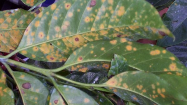 5 Types Common Coffee Plant Diseases, Read! Before Too Late!