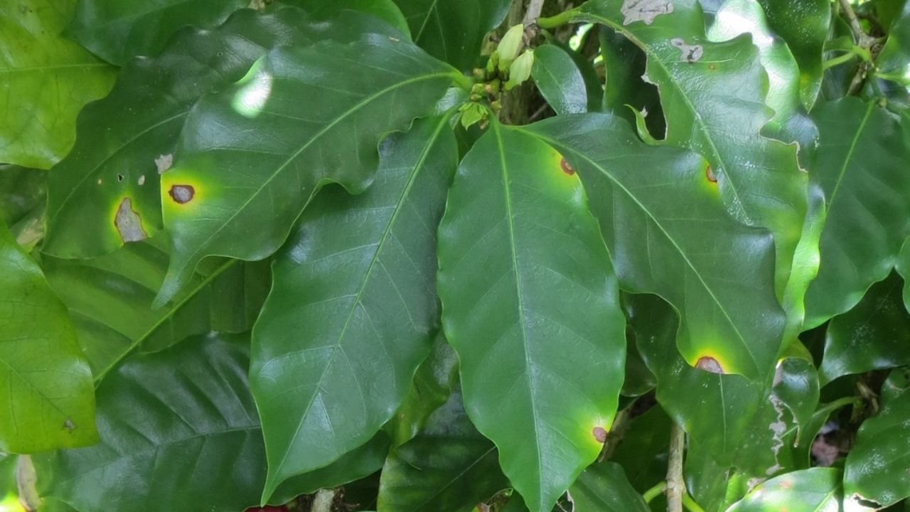 Cercospora Leaf Brown Spot Disease
