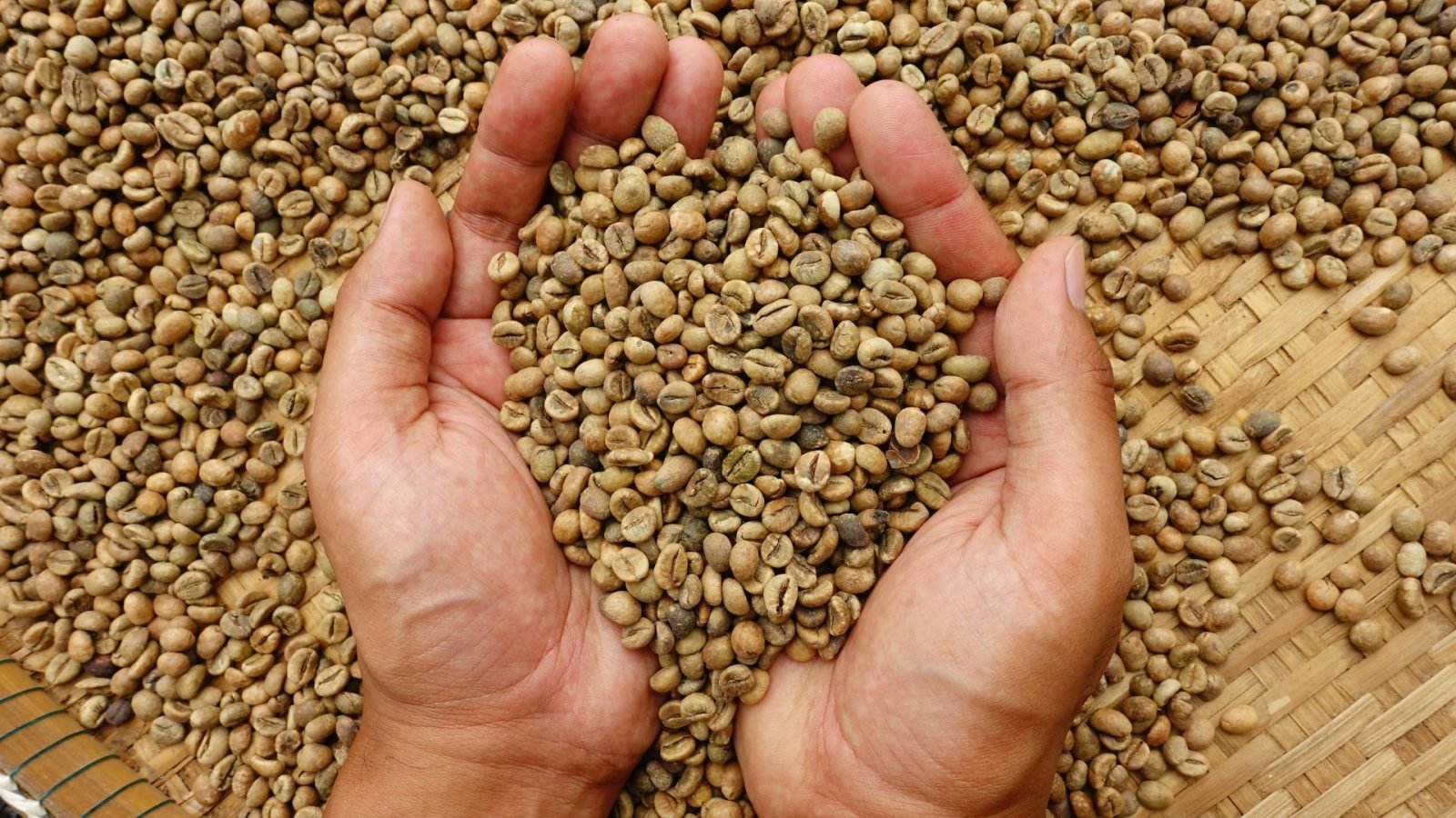 Where Do Sumatra Coffee Beans Come From