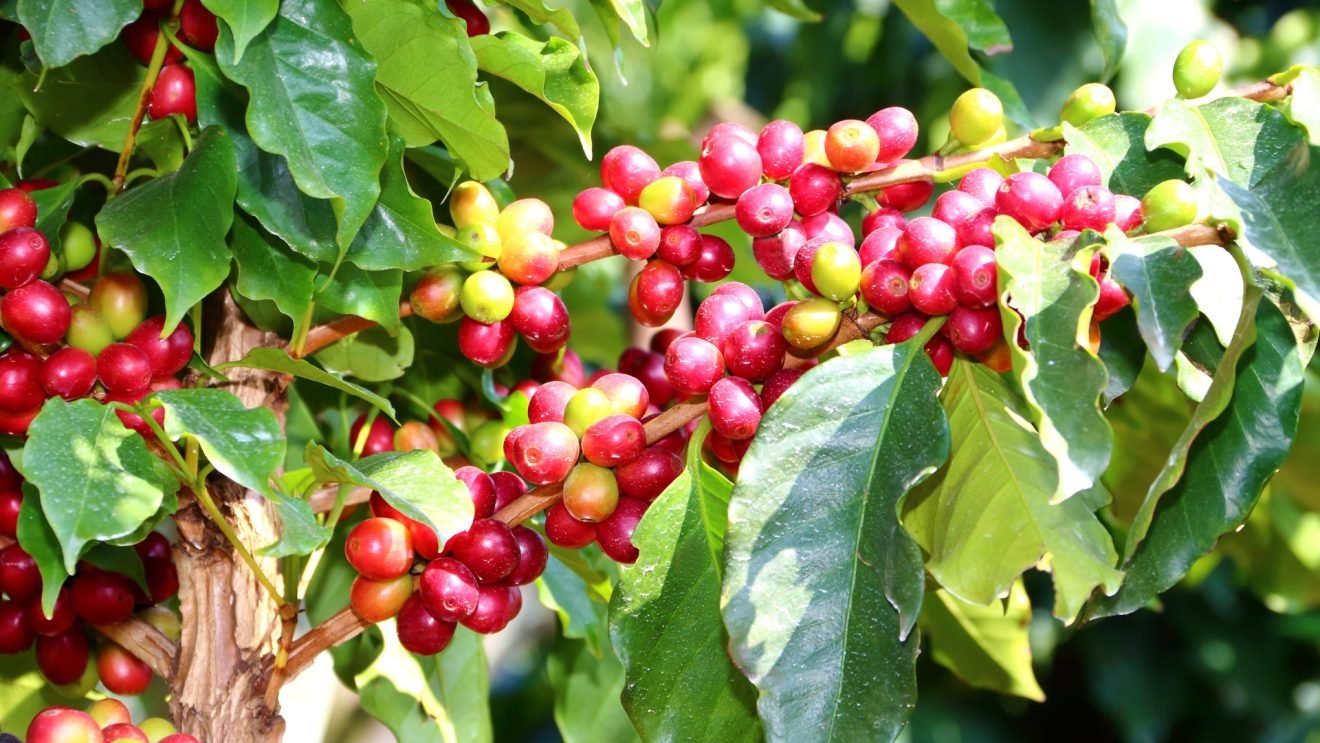 Best Climate For Growing Coffee, There are Interesting Facts - FnB Tech ...