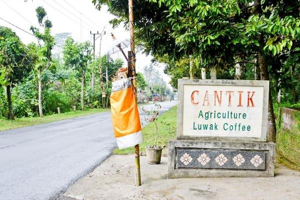 Cantik Agriculture Luwak Coffee