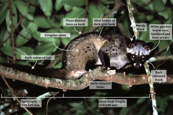 Characteristics of Asian Palm Civets