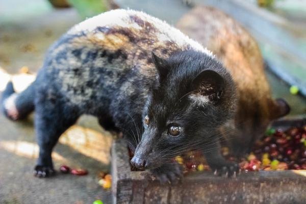 Facts About Asian Palm Civet in The World