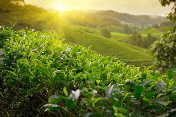 best climate for growing coffee