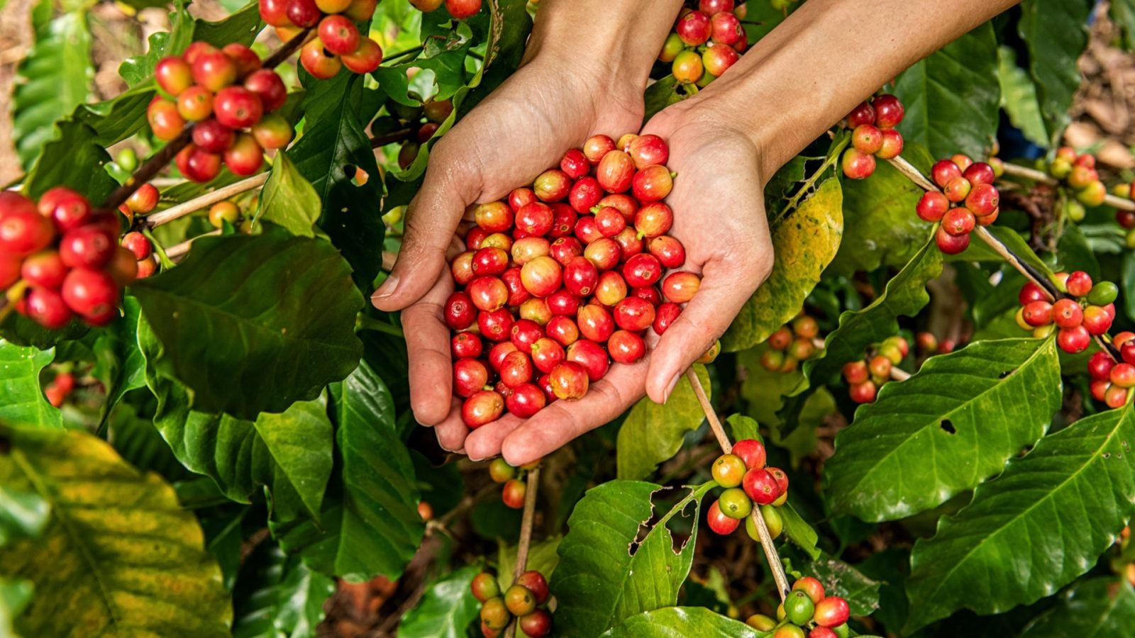 Types Coffee Beans in Indonesia