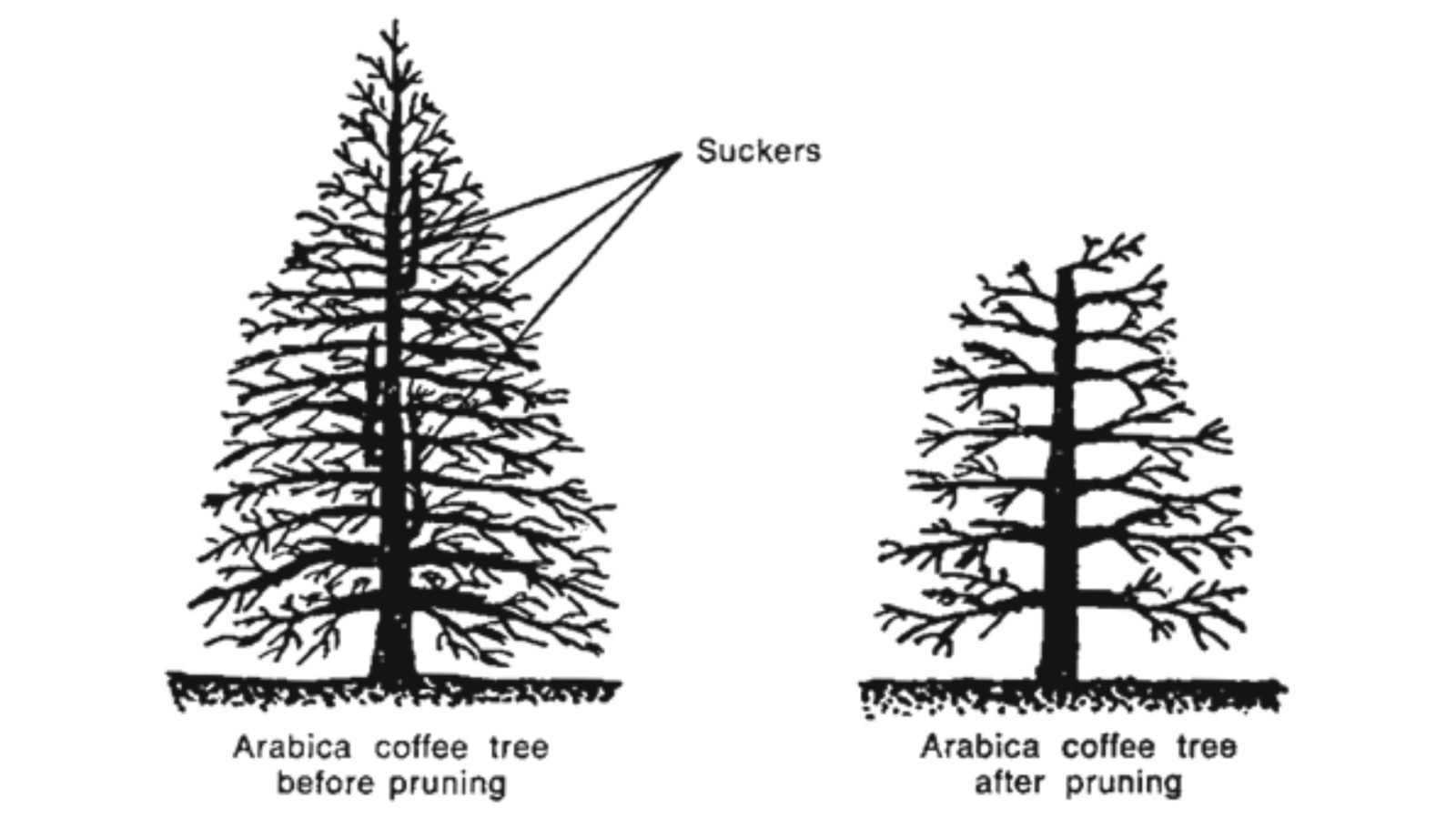 Coffee Tree After Pruning