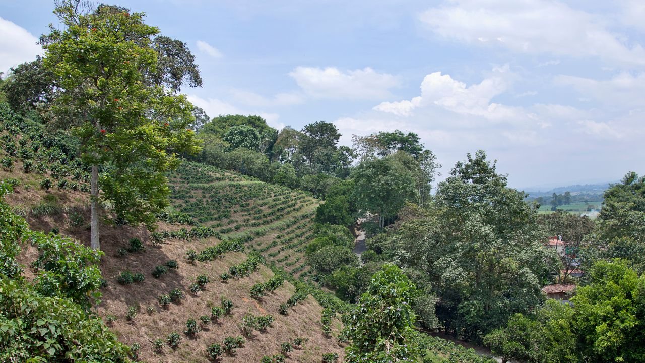 FandB Tech Indonesia Coffee plantation on mountain 1280px x
