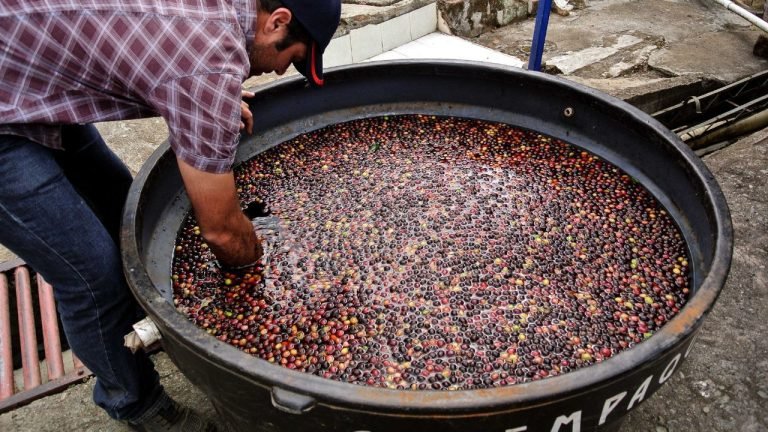 From Trees To Your Cup: 3 Types Of Coffee Processing Methods - FnB Tech ...