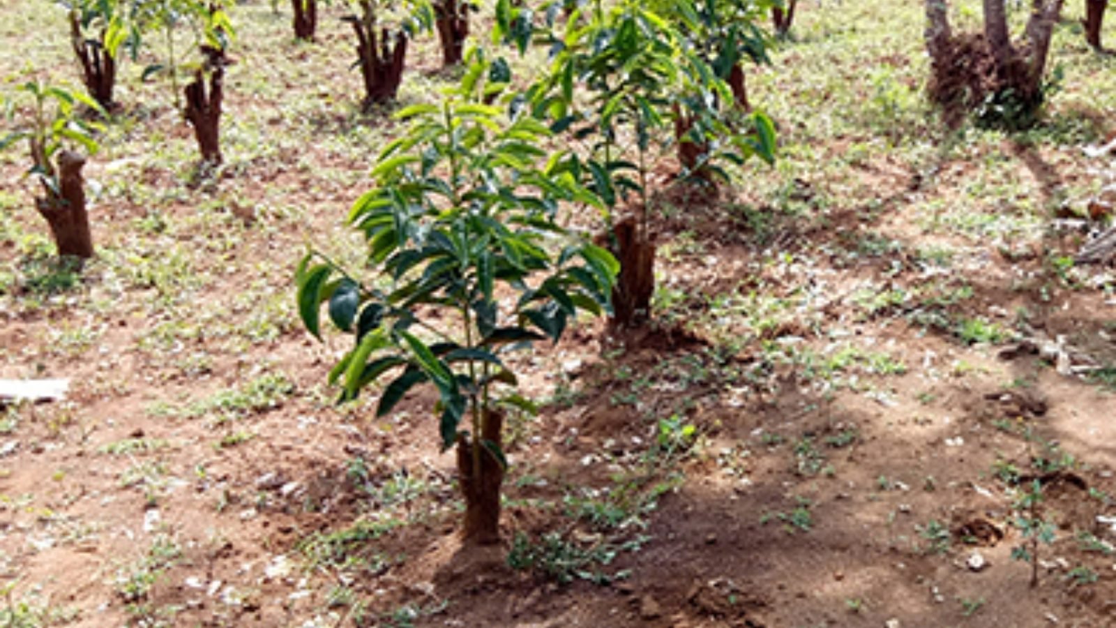 Coffee Tree After Stumping