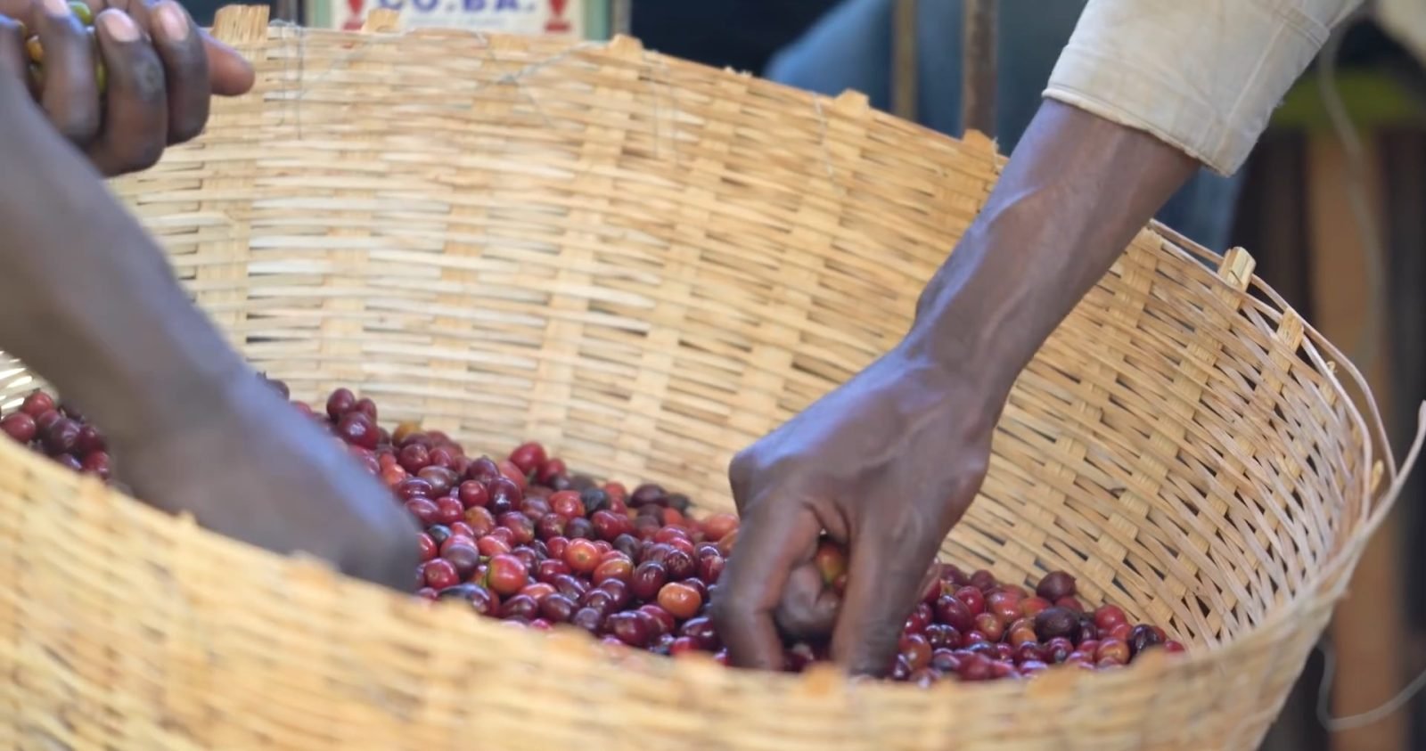 Natural Coffee Processing