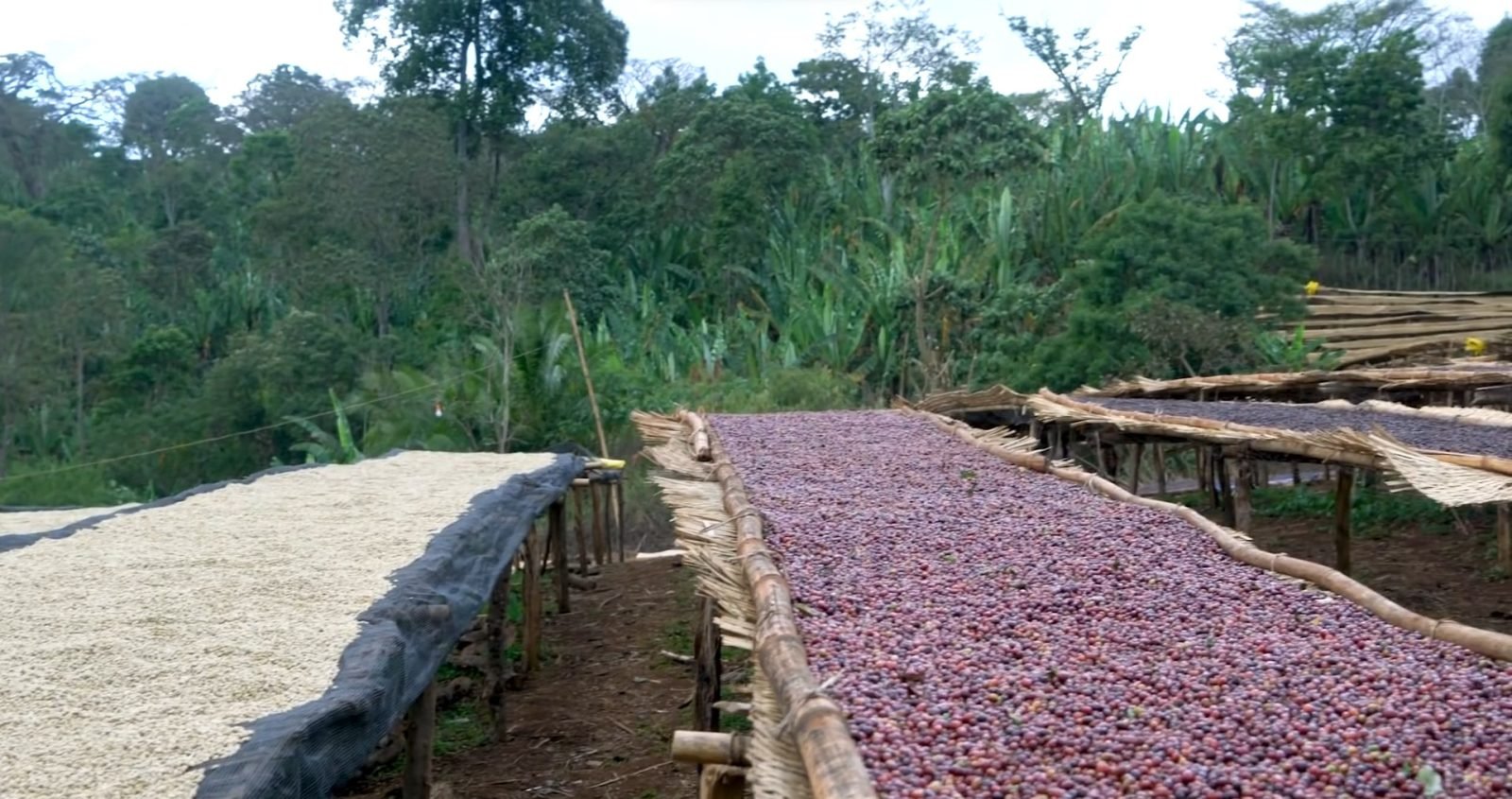 Natural Coffee Processing