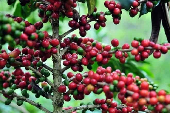 Best Coffee Beans in Indonesia