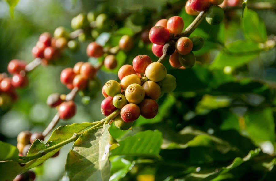 Java Jolt Indonesia Premier Coffee Exporter